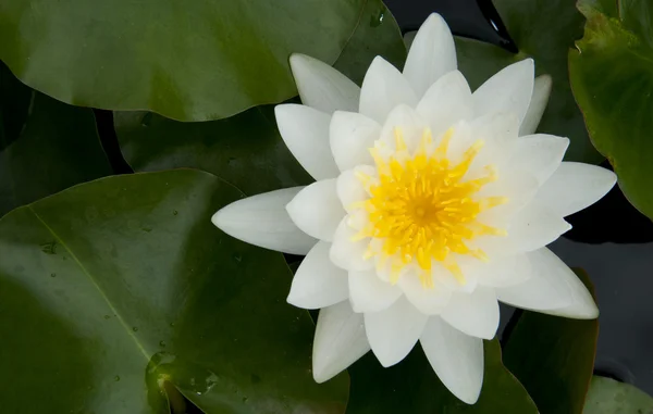 Witte lotus op de pool — Stockfoto