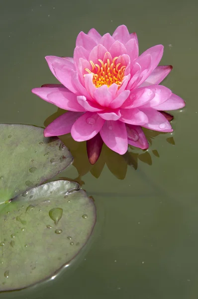 Underbar rosa lotus — Stockfoto