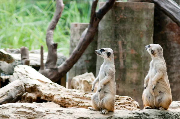 Jumeaux belle meerkat — Photo