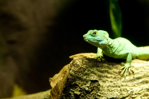 绿色绿色蜥蜴 — 图库照片