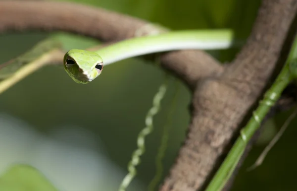 녹색 뱀 작은 뱀 — 스톡 사진