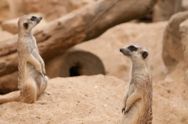 Piękny meerkat typu Twin — Zdjęcie stockowe