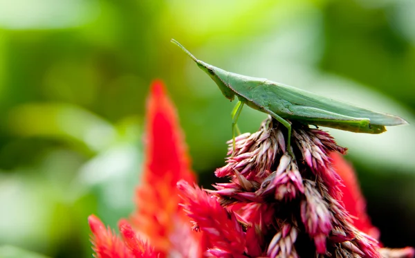 Green Grasshopper — Stock Photo, Image