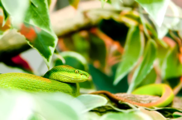 Serpent vert — Photo