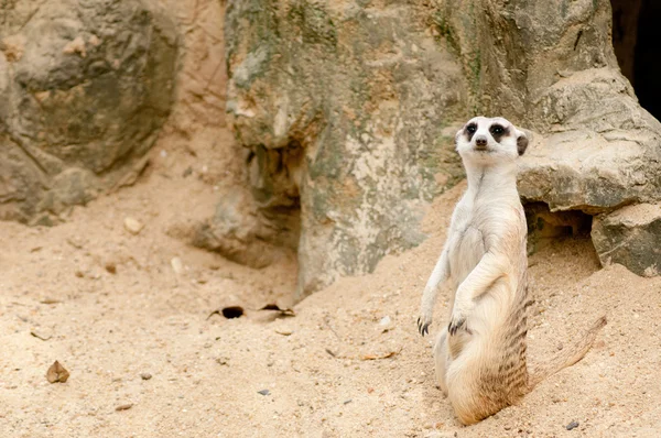 Meerkat sentado — Foto de Stock