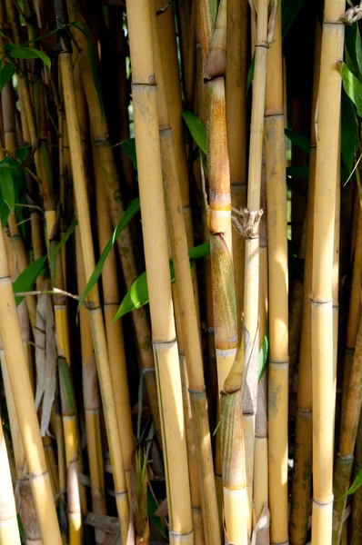 Чудесный бамбук — стоковое фото
