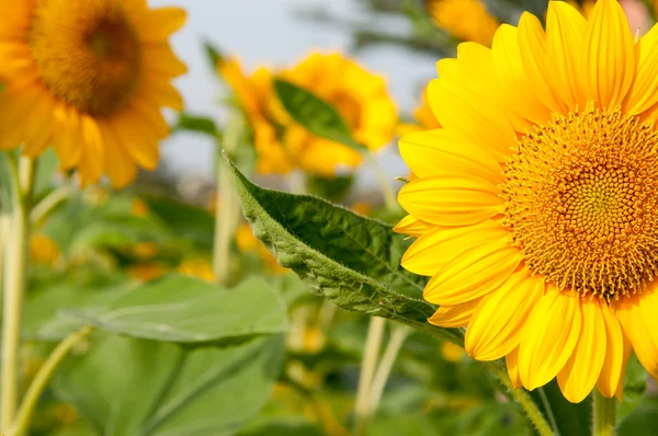 Flor solar — Foto de Stock