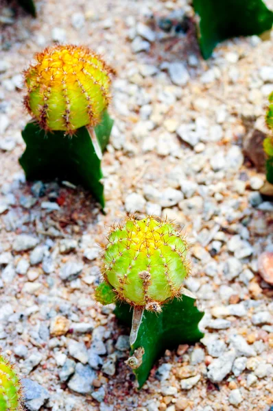 Kaktus — Zdjęcie stockowe