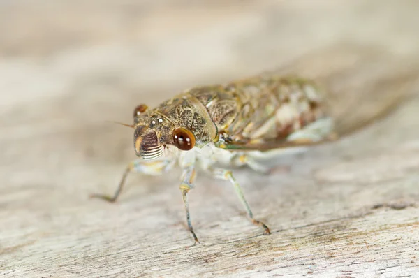Cicada — Stok Foto