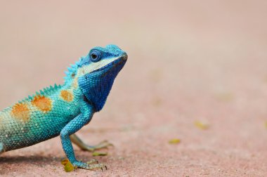 Blue iguana clipart