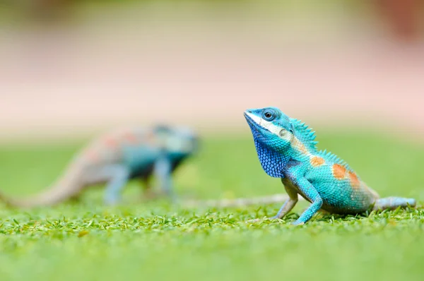 Iguana azul — Fotografia de Stock