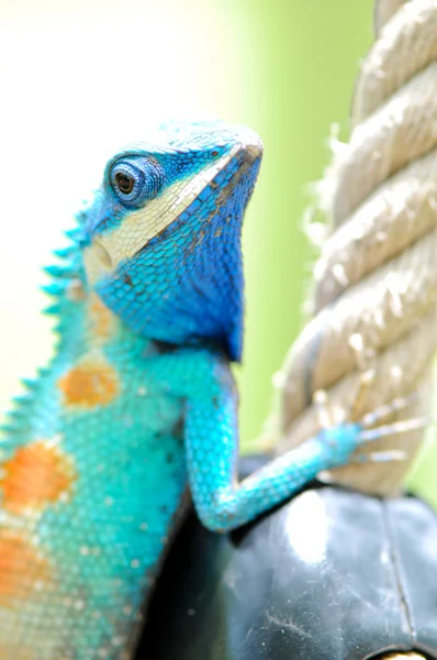 蓝色鬣鳞蜥 — 图库照片