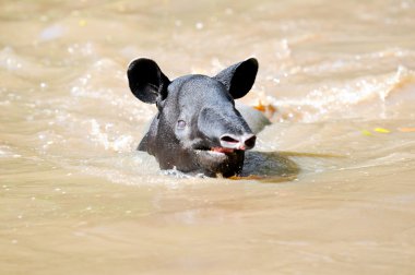 Malayan Tapir clipart