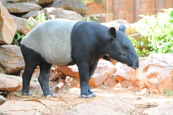 Tapir malese — Foto Stock