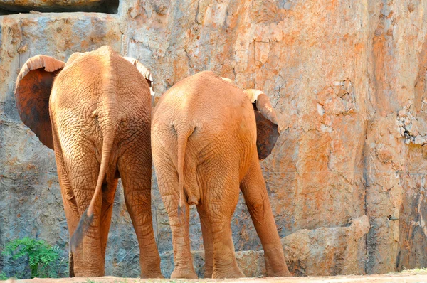 Red Couple African elephant