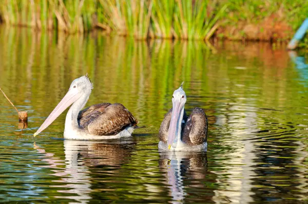 stock image Spot Billed Pelican