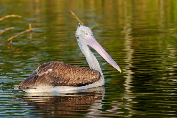 stock image Spot Billed Pelican