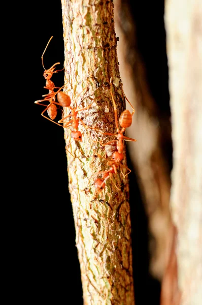 Semut merah — Stok Foto
