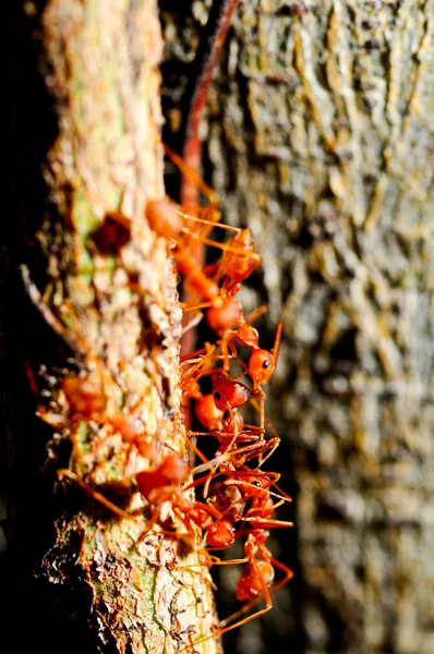 Vörös hangyák — Stock Fotó