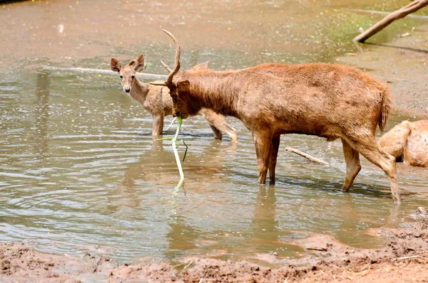 Deers — Stock Photo, Image