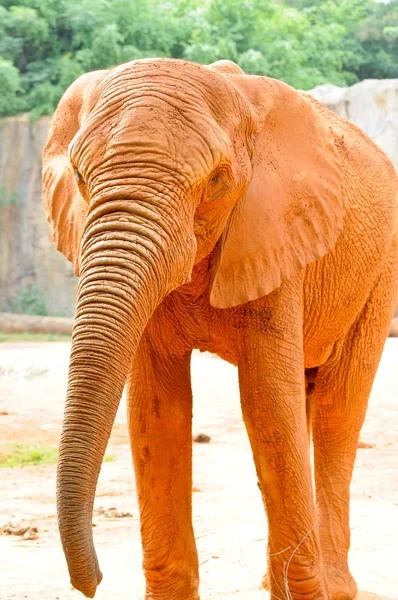 stock image Red Couple African elephant