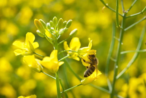 stock image Bee and rapeseed flower