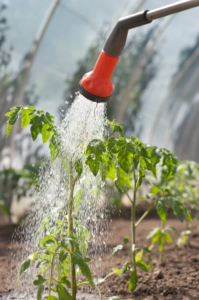 Полив розсади томатів — стокове фото