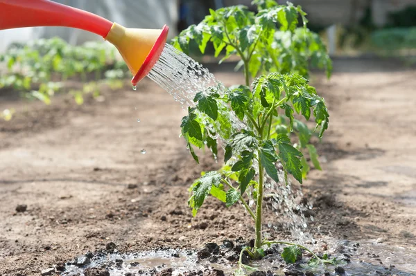 Watering seedling tomato — Stock Photo, Image