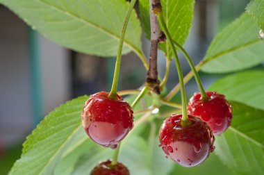 Sour cherries clipart