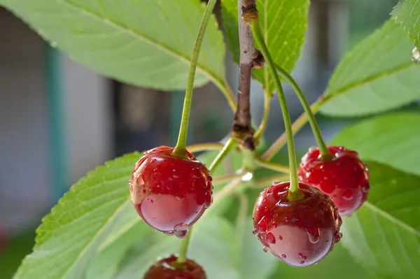 stock image Sour cherries