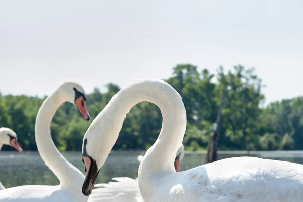 Cisnes blancos —  Fotos de Stock
