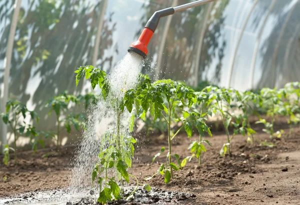 トマト苗に水をまく — ストック写真