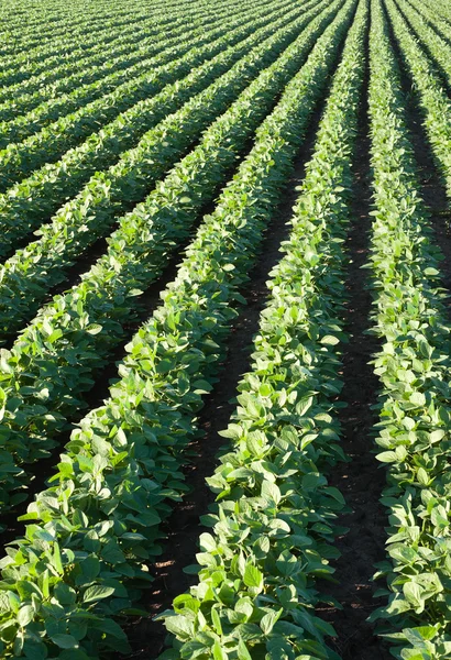 Soybean field — Stock Photo, Image