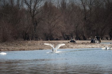 Kuğu fly