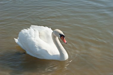 White swan clipart