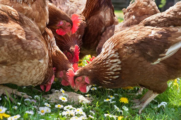 Fjäderfä i fältet — Stockfoto