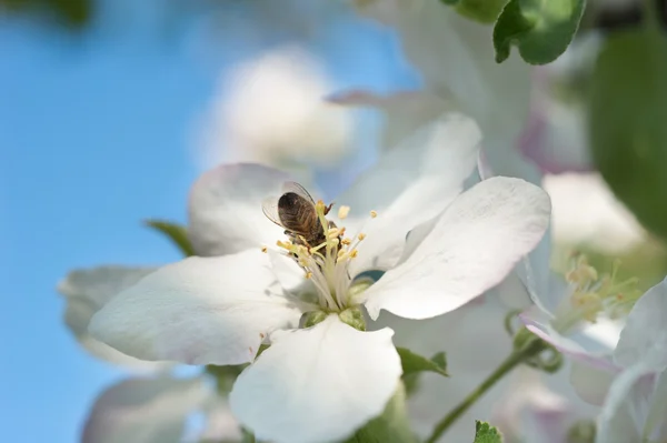 蜜蜂在苹果树上的花 — 图库照片