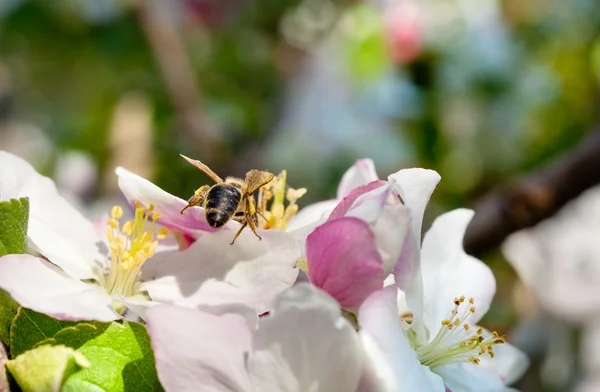 Bienen in der Apfelblüte — Stockfoto