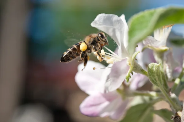 Včely v květu apple — Stock fotografie