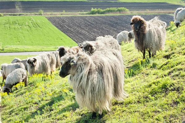 草原の羊 — ストック写真