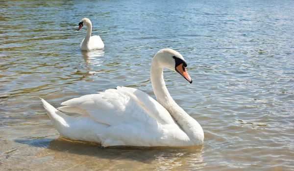 White swans floating — Stock Photo, Image