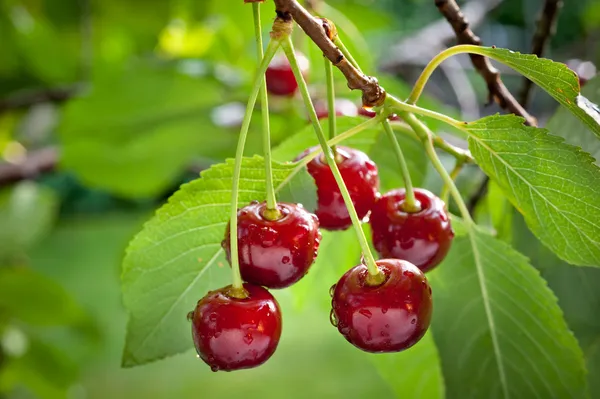 Sour cherries — Stock Photo, Image