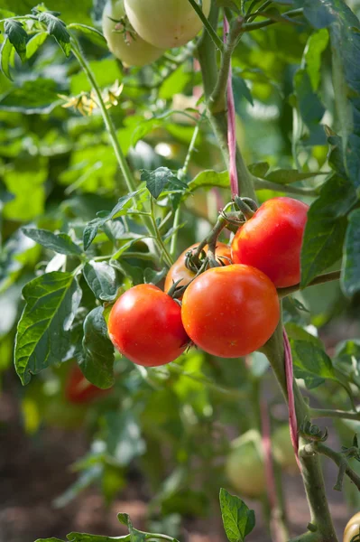 成長赤いトマト — ストック写真