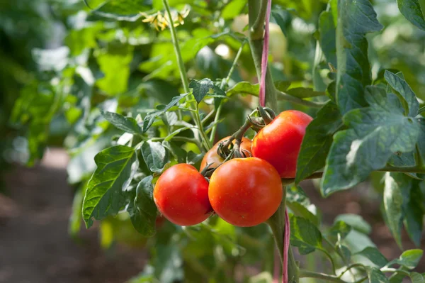 Crecimiento de tomate rojo —  Fotos de Stock