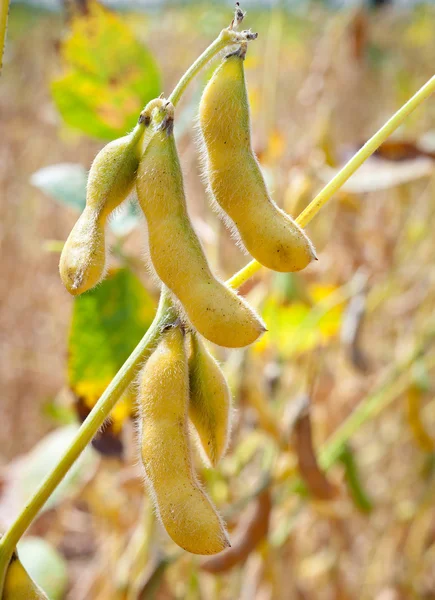 Field soybeans — Stock Photo, Image