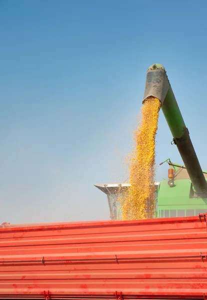 Colheita de milho — Fotografia de Stock