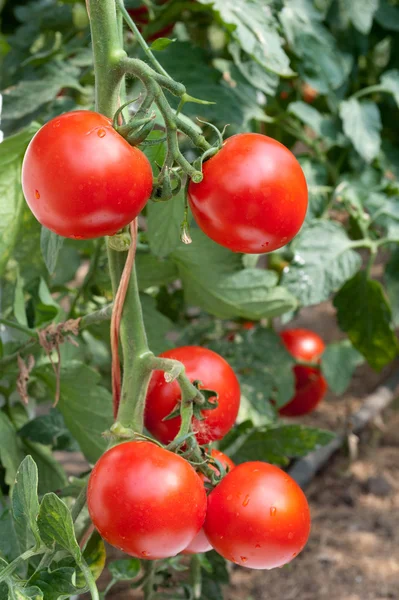 Växande tomater — Stockfoto