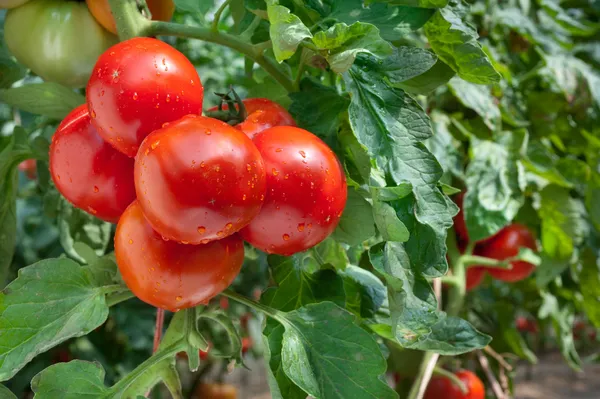 Cultivo de tomates — Foto de Stock