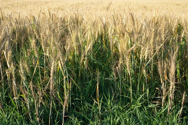 Mogen vete — Stockfoto