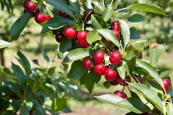 stock image Ripening cherries